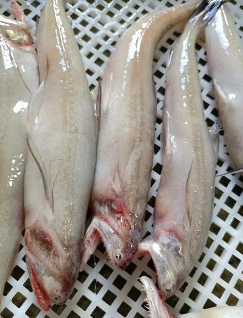 給我一些區分江龍魚和龍頭魚的圖片，如何區分江龍魚和龍頭魚？