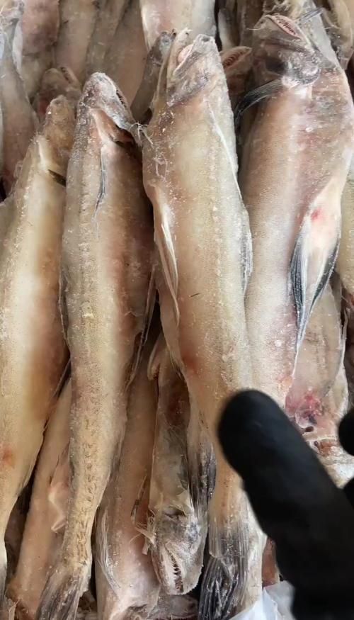 給我一些區分江龍魚和龍頭魚的圖片，如何區分江龍魚和龍頭魚？