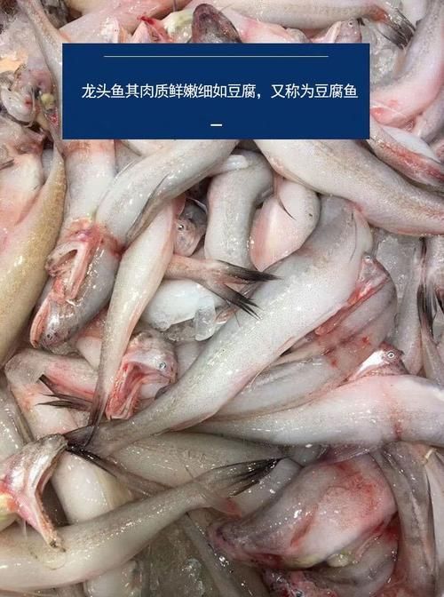 給我一些區分江龍魚和龍頭魚的圖片，如何區分江龍魚和龍頭魚？