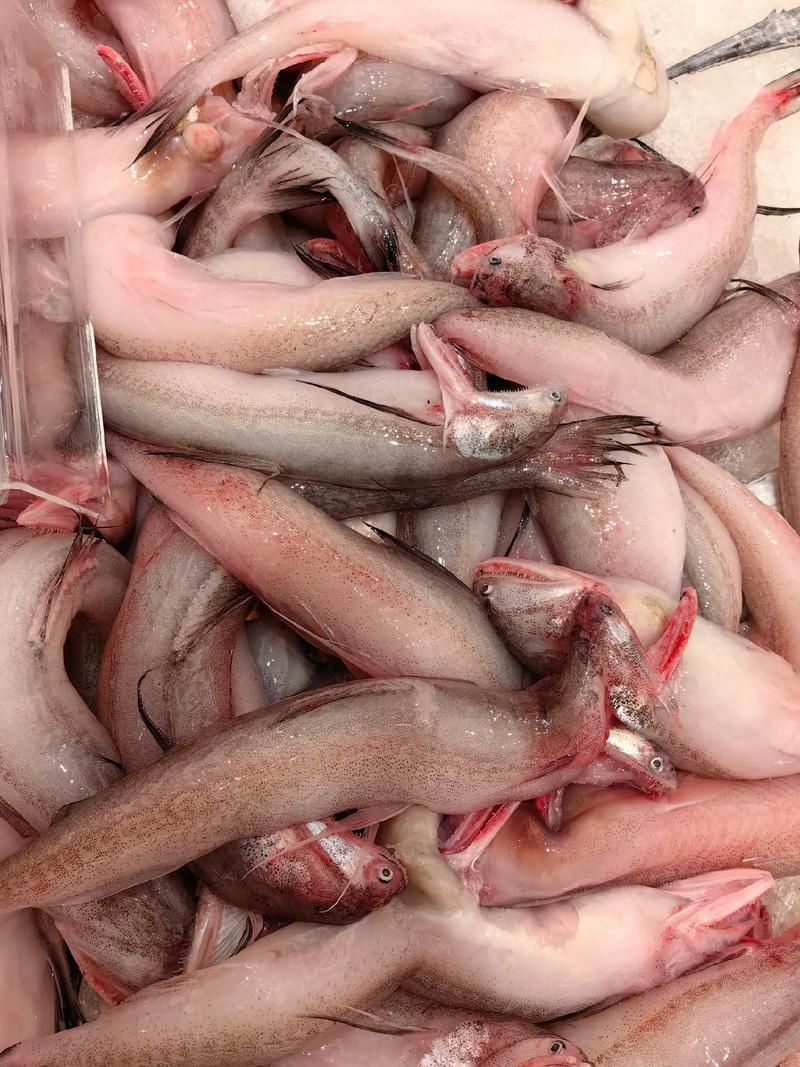 給我一些區分江龍魚和龍頭魚的圖片，如何區分江龍魚和龍頭魚？