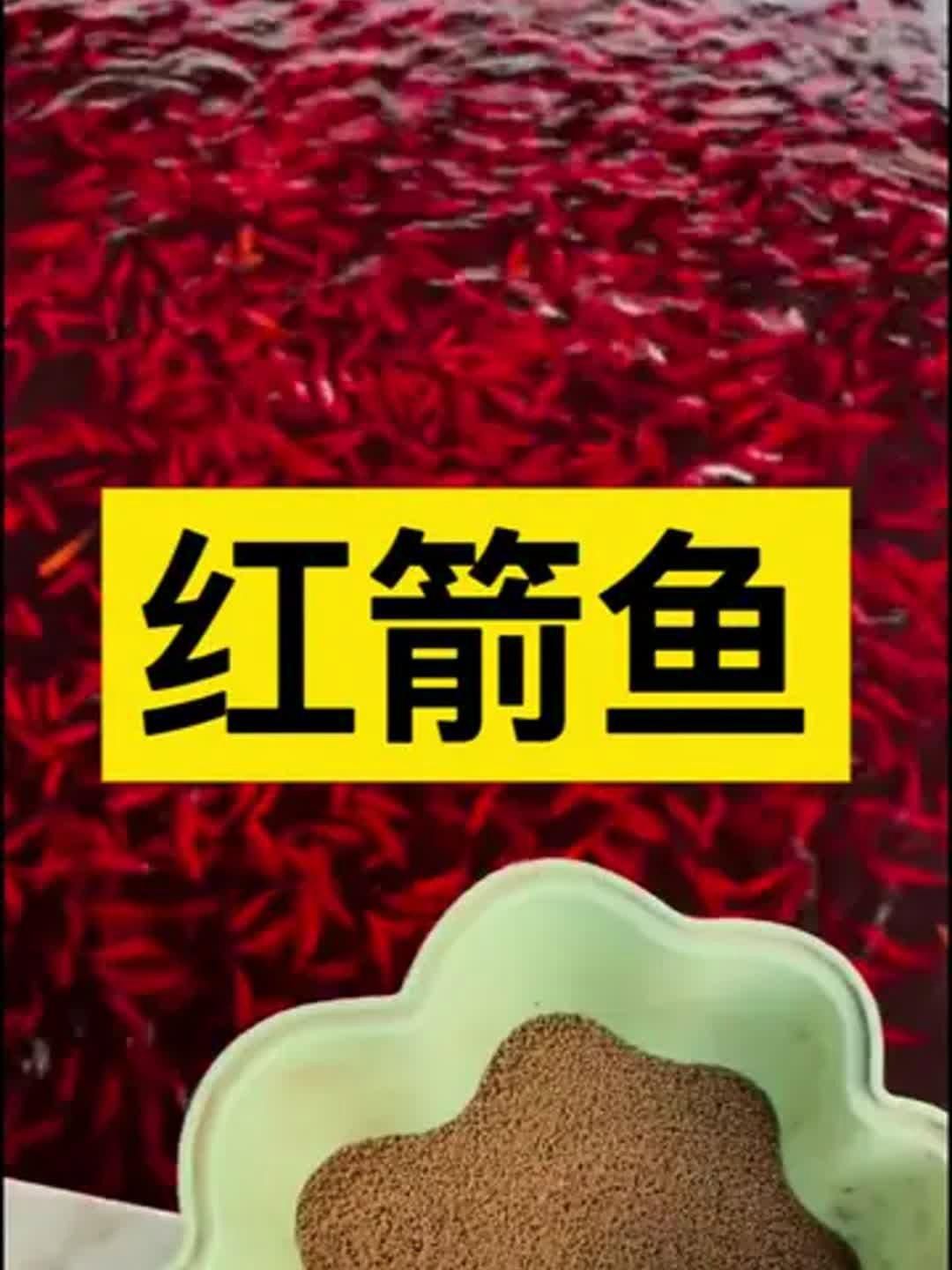 能推薦一些紅色系魚類嗎，常見的紅色系觀賞魚有哪些？