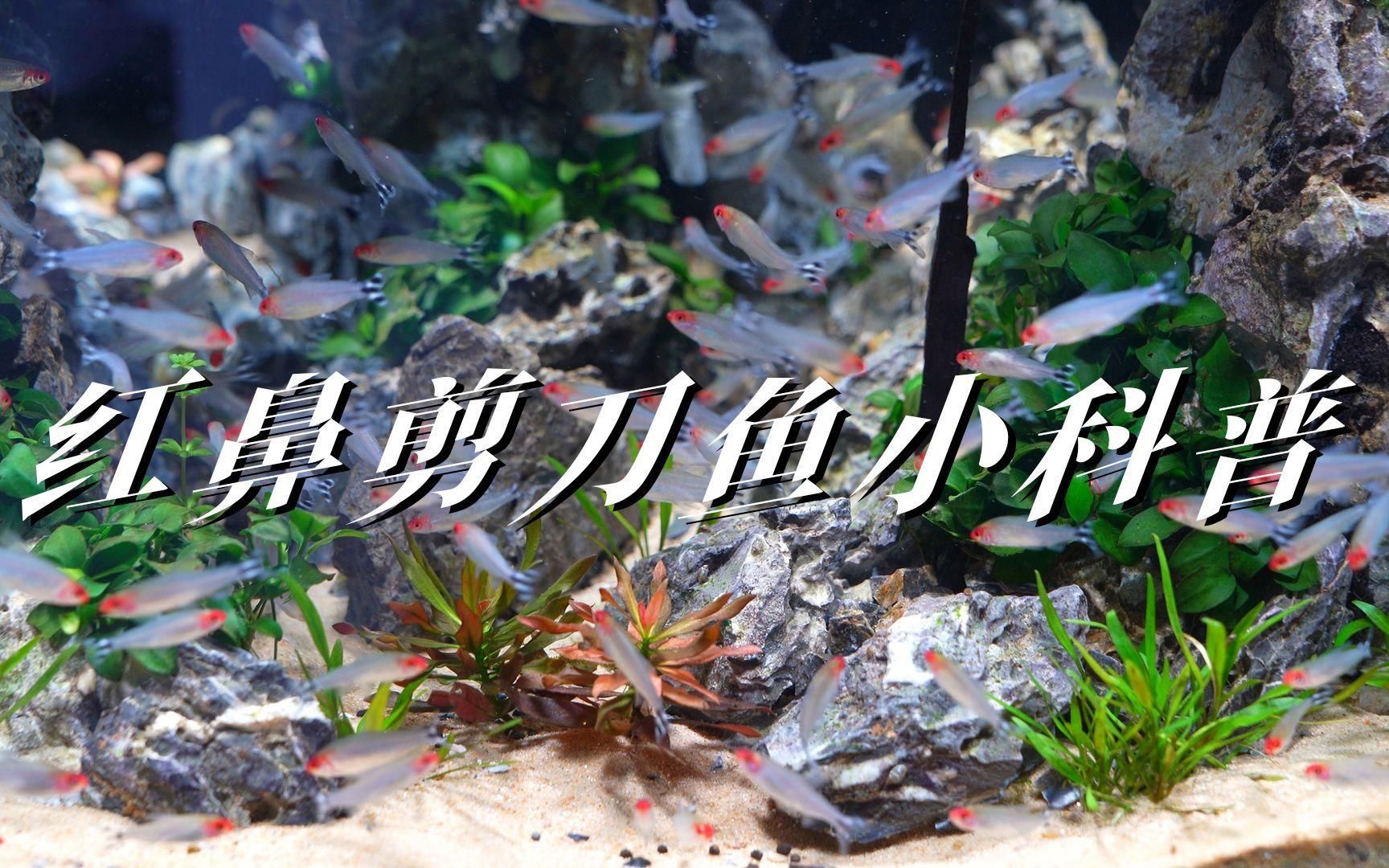 能推薦一些紅色系魚類嗎，常見的紅色系觀賞魚有哪些？