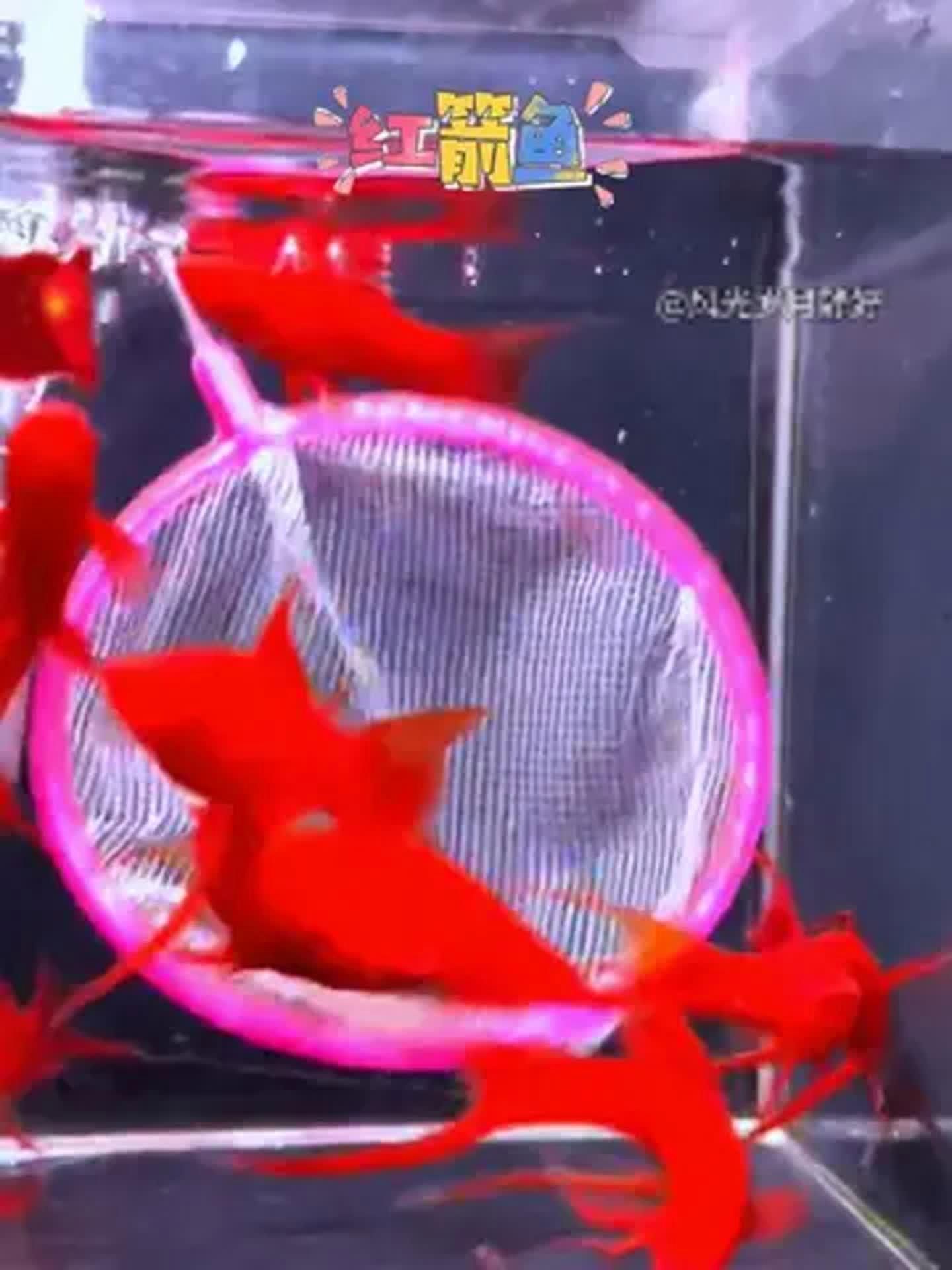 能推薦一些紅色系魚類嗎，常見的紅色系觀賞魚有哪些？