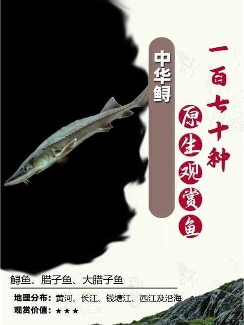 給我一些鱘龍魚觀賞品種的圖片，鱘龍魚的種類及種類