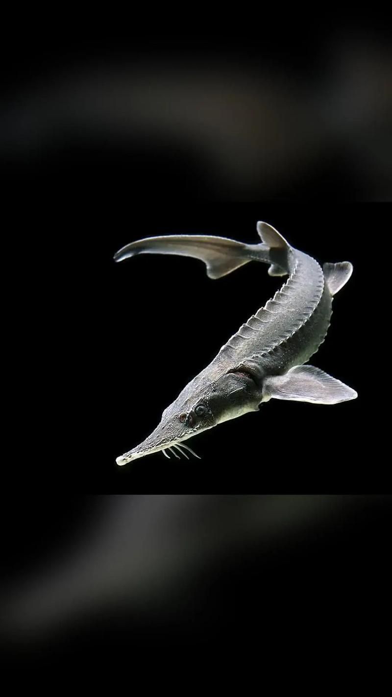 給我一些鱘龍魚觀賞品種的圖片，鱘龍魚的種類及種類