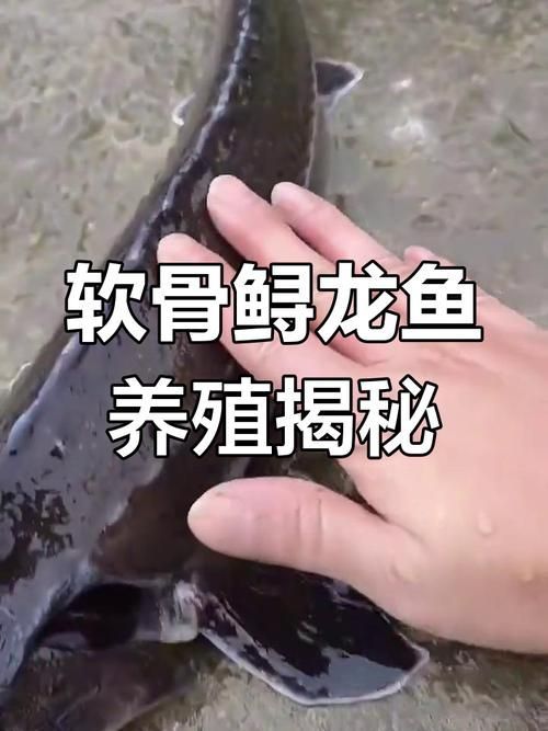 給我一些鱘龍魚觀賞品種的圖片，鱘龍魚的種類及種類