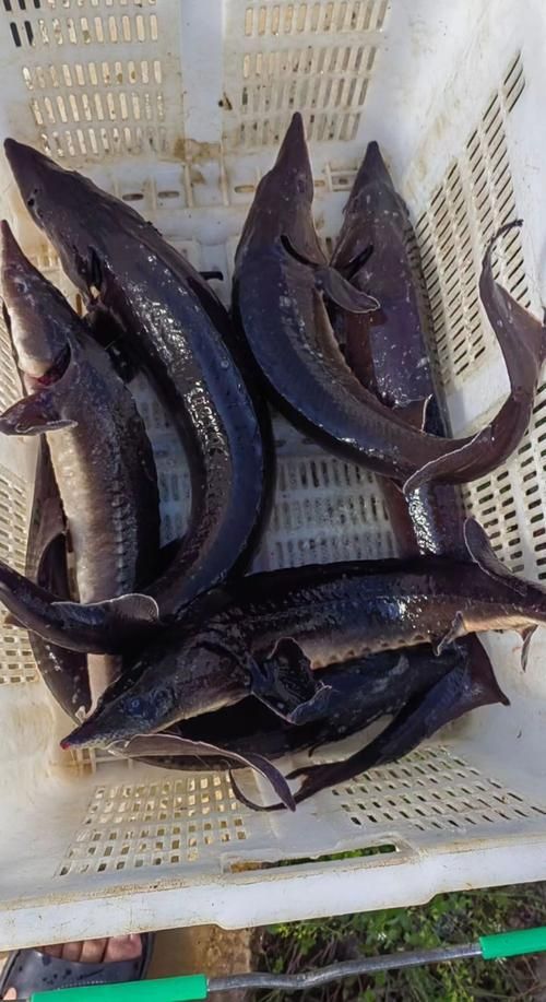 給我一些鱘龍魚觀賞品種的圖片，鱘龍魚的種類及種類