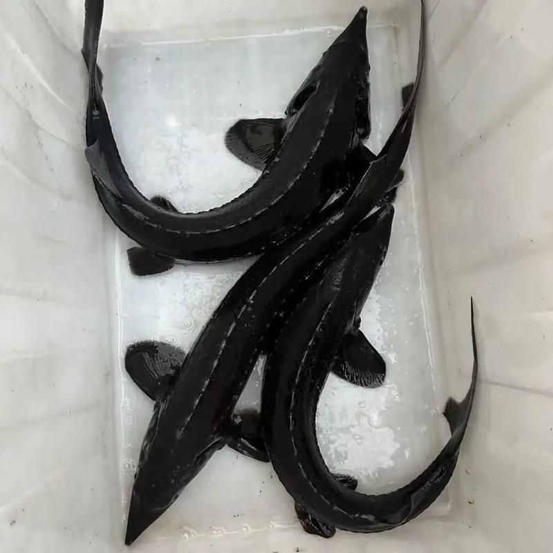 給我一些鱘龍魚觀賞品種的圖片，鱘龍魚的種類及種類