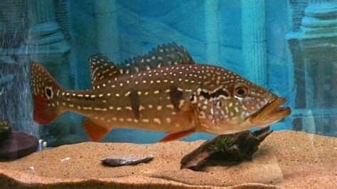 帝王三間魚，帝王三間魚是什么魚 帝王三間魚，帝王三間魚是什么魚 龍魚百科 第1張