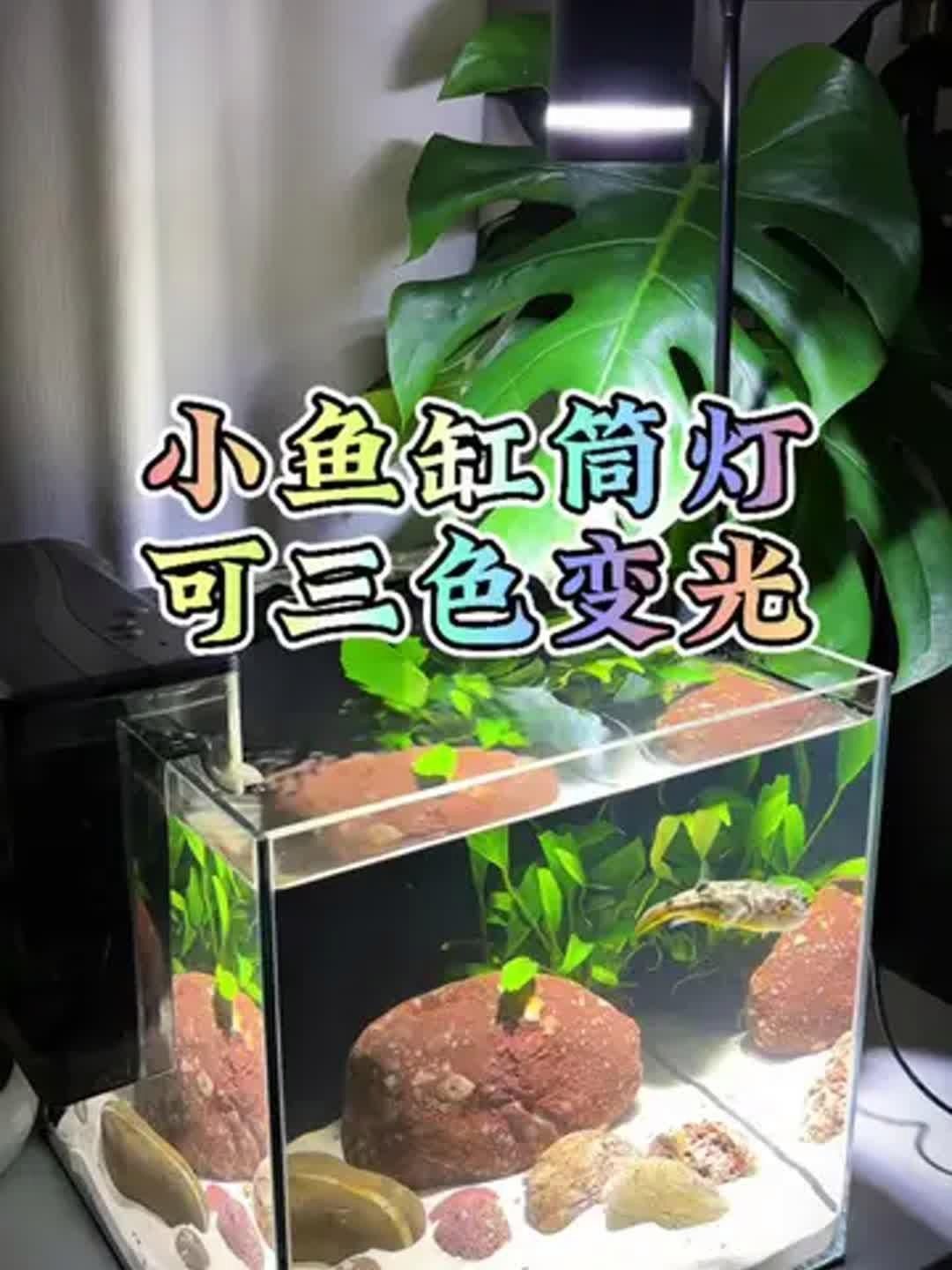 如何根據魚缸大小選擇合適的魚缸燈？，選擇合適的魚缸燈不僅能提升觀賞性，還能促進魚類健康和水草生長 如何根據魚缸大小選擇合適的魚缸燈？，選擇合適的魚缸燈不僅能提升觀賞性，還能促進魚類健康和水草生長 龍魚百科 第4張