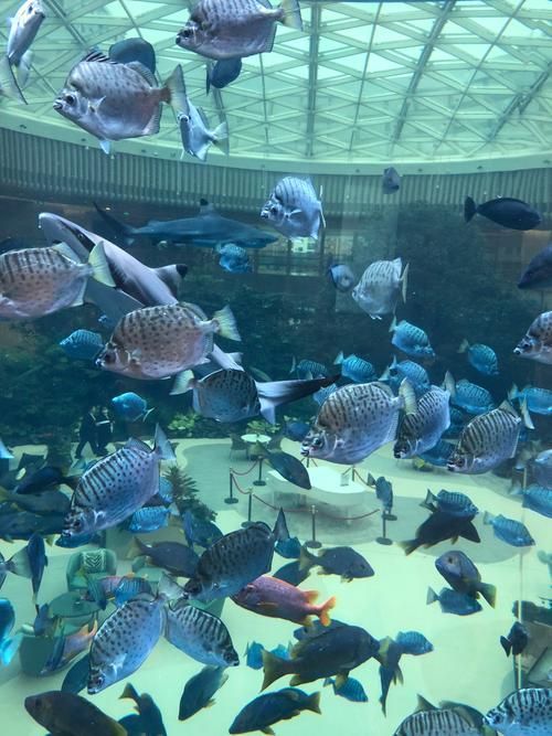 蚌山龍魚水族館有哪些特色服務，<strong><mark>蚌埠</mark></strong>山龍魚水族館