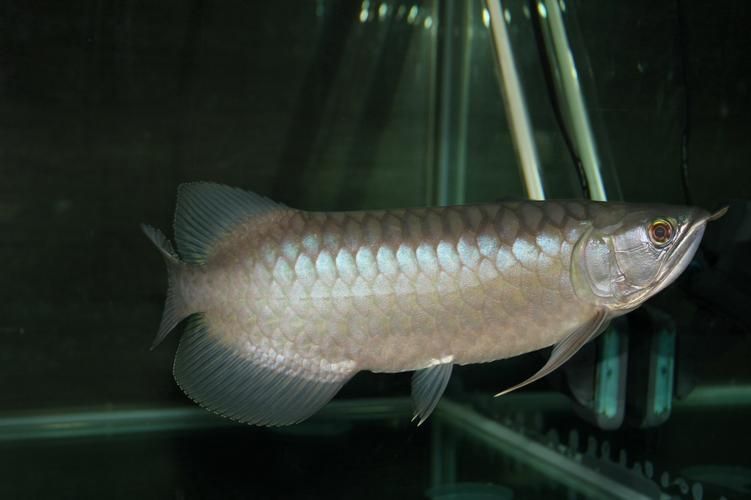 青龍魚和皇冠龍魚哪個更有收藏價值，青龍魚和皇冠龍魚哪個更有收藏價值，