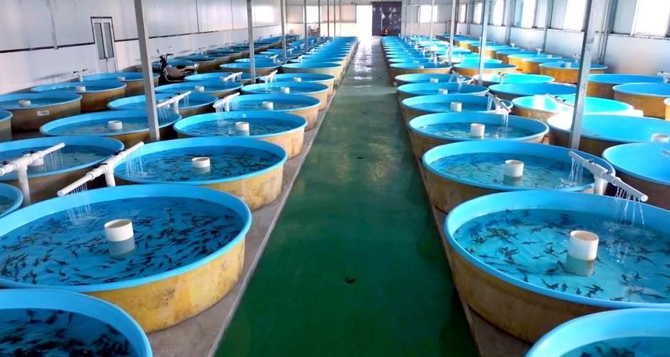 還有哪些地方是涉縣龍魚的正宗產(chǎn)地？，河北涉縣鱘魚養(yǎng)殖的正宗產(chǎn)地與核心區(qū)域