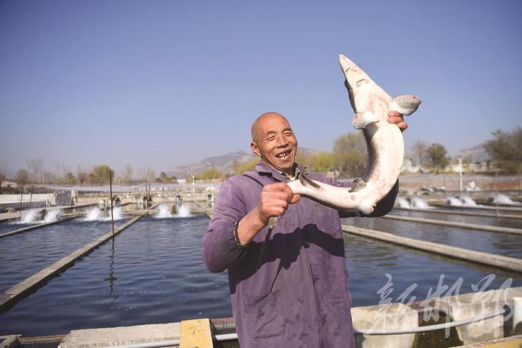 還有哪些地方是涉縣龍魚的正宗產(chǎn)地？，河北涉縣鱘魚養(yǎng)殖的正宗產(chǎn)地與核心區(qū)域