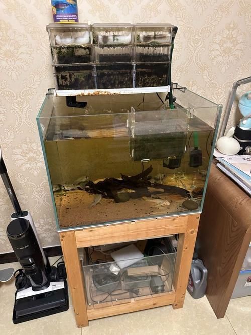 如何科學飼養(yǎng)銀龍魚，如何判斷銀龍魚是否健康，科學飼養(yǎng)銀龍魚需要哪些設(shè)備