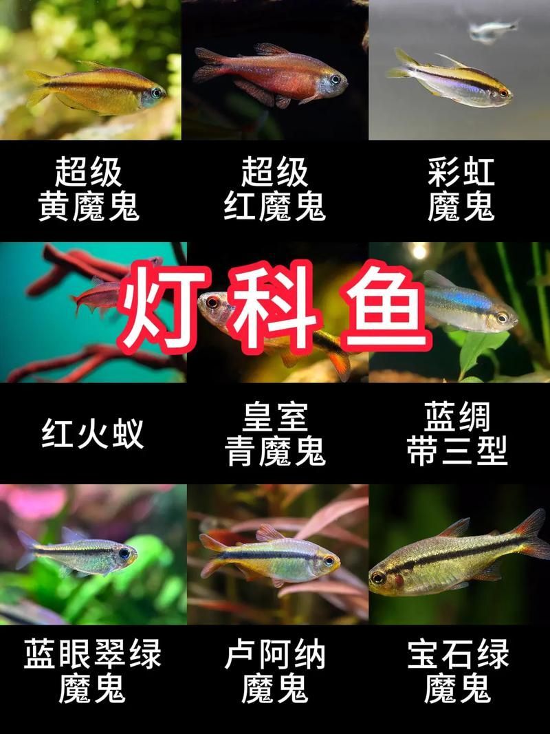 如何科學飼養(yǎng)銀龍魚，如何判斷銀龍魚是否健康，科學飼養(yǎng)銀龍魚需要哪些設(shè)備