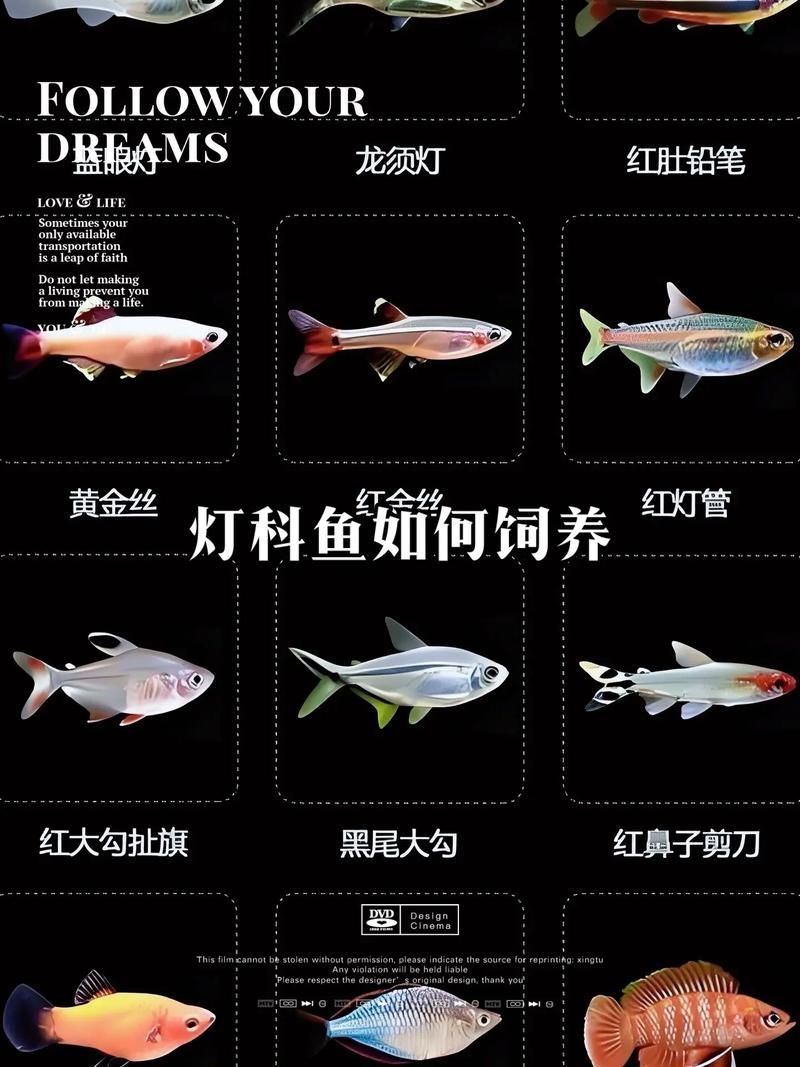 如何科學飼養(yǎng)銀龍魚，如何判斷銀龍魚是否健康，科學飼養(yǎng)銀龍魚需要哪些設(shè)備