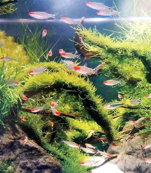 如何科學飼養(yǎng)銀龍魚，如何判斷銀龍魚是否健康，科學飼養(yǎng)銀龍魚需要哪些設(shè)備