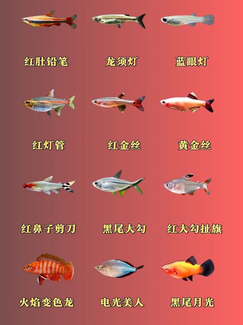 如何科學飼養(yǎng)銀龍魚，如何判斷銀龍魚是否健康，科學飼養(yǎng)銀龍魚需要哪些設(shè)備