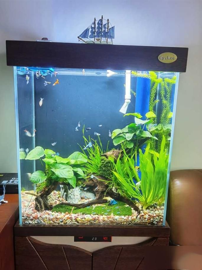 如何科學飼養(yǎng)銀龍魚，如何判斷銀龍魚是否健康，科學飼養(yǎng)銀龍魚需要哪些設(shè)備