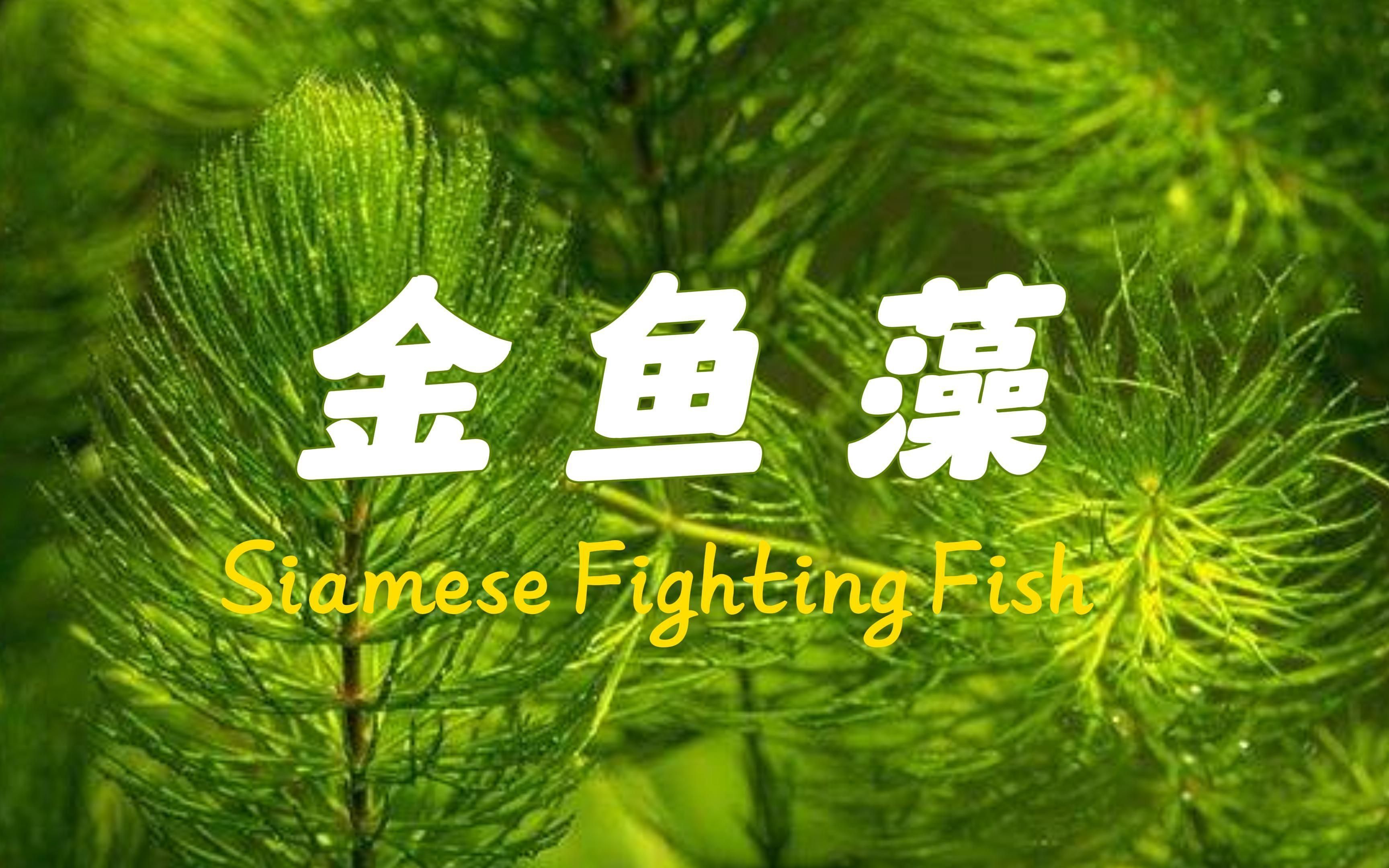 有哪些植物可以增加魚缸溶氧量，魚缸增加溶氧量