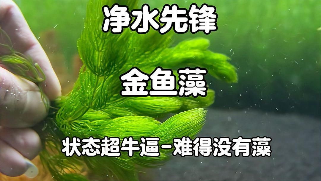 有哪些植物可以增加魚缸溶氧量，魚缸增加溶氧量