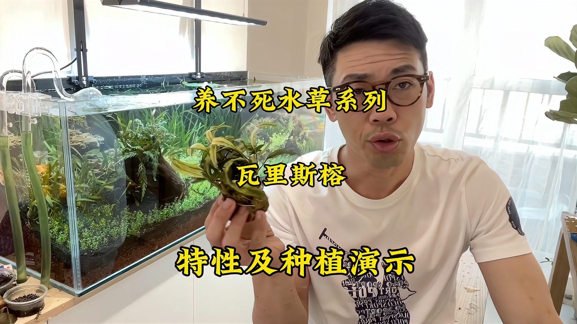 有哪些植物可以增加魚缸溶氧量，魚缸增加溶氧量