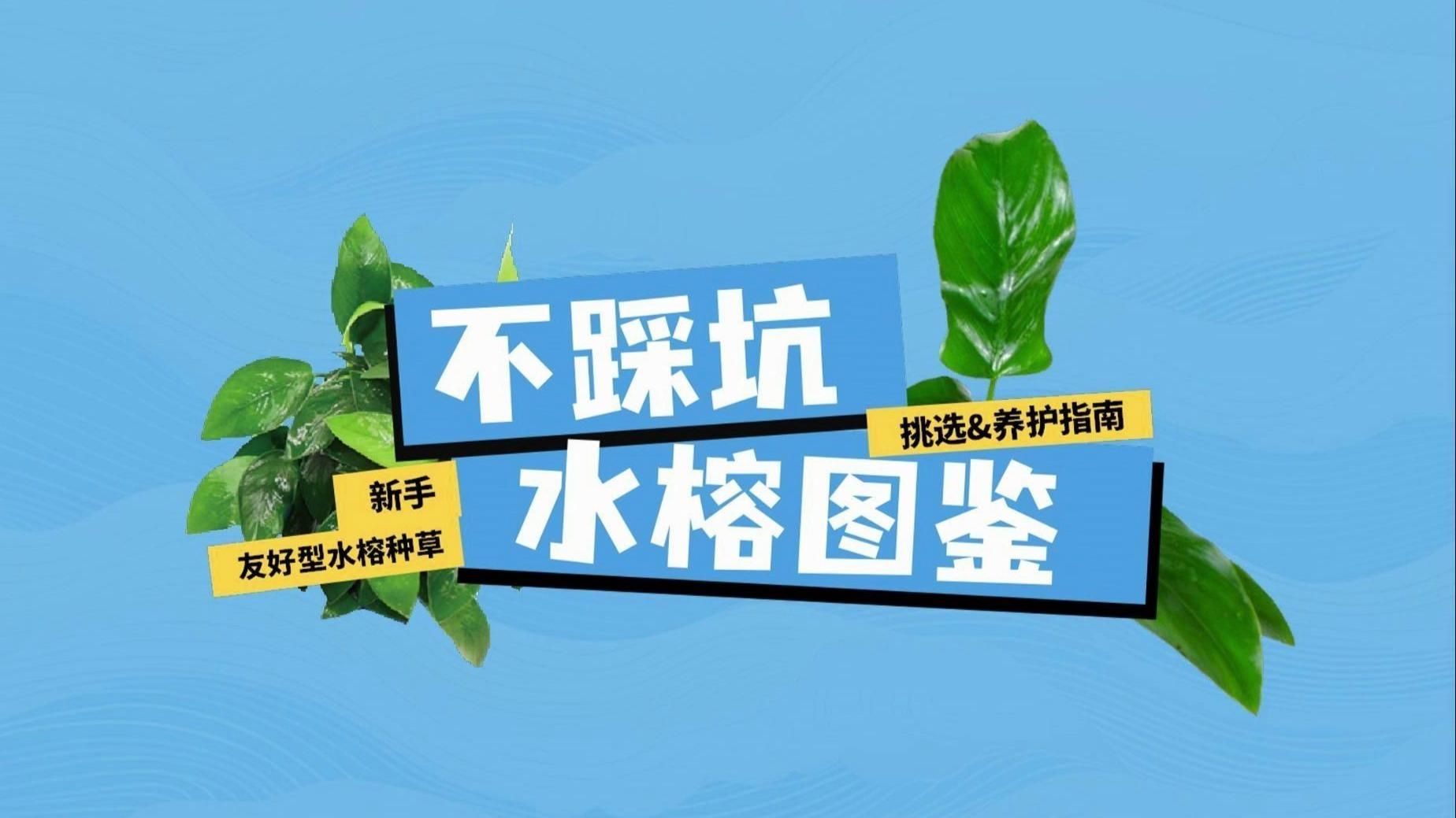 有哪些植物可以增加魚缸溶氧量，魚缸增加溶氧量