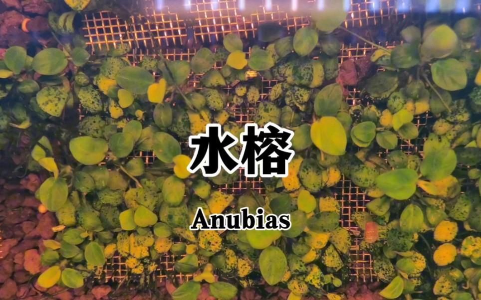 有哪些植物可以增加魚缸溶氧量，魚缸增加溶氧量
