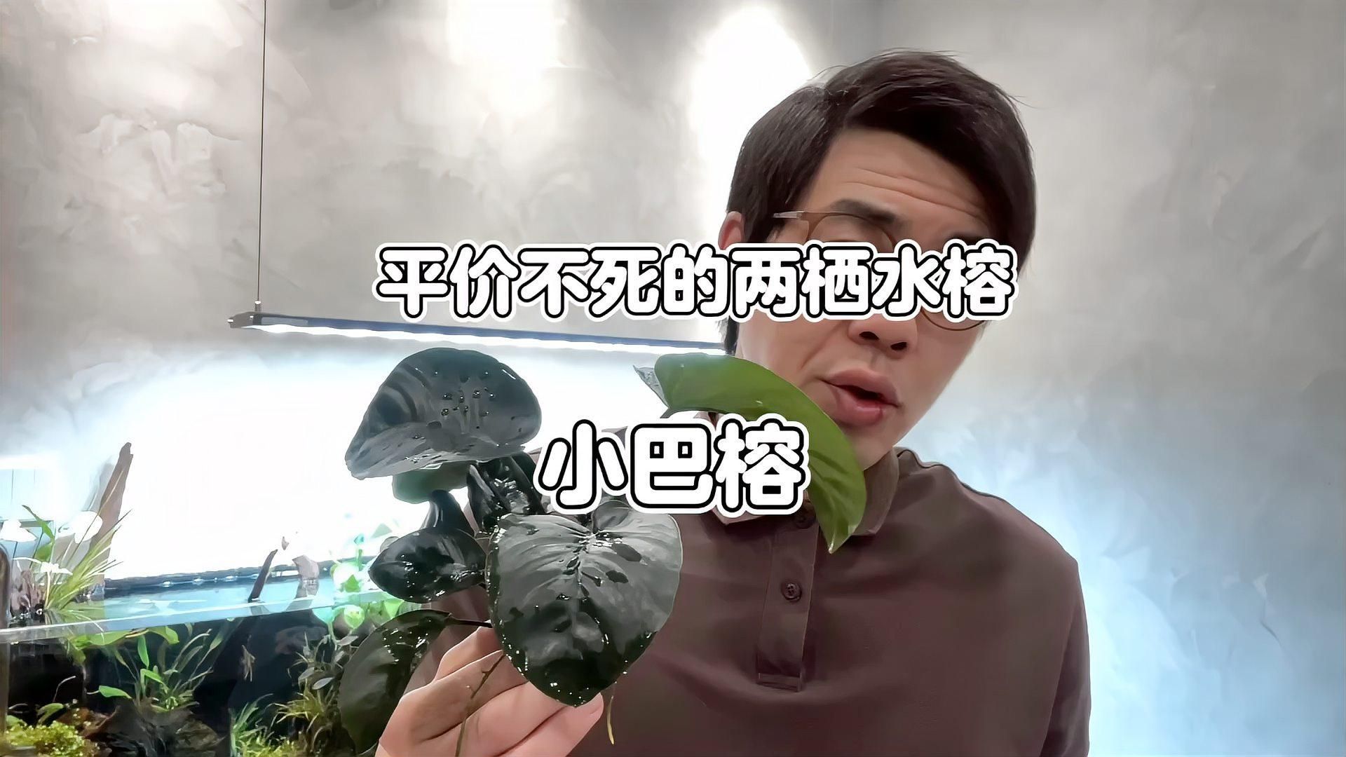 有哪些植物可以增加魚缸溶氧量，魚缸增加溶氧量