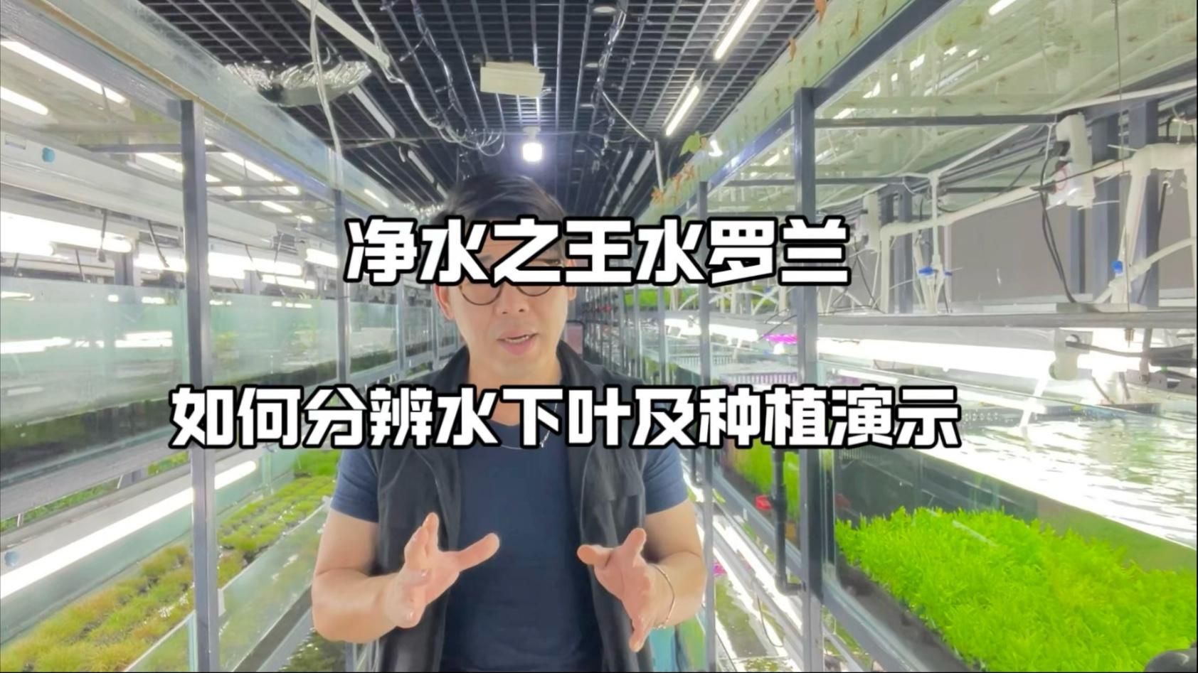 有哪些植物可以增加魚缸溶氧量，魚缸增加溶氧量