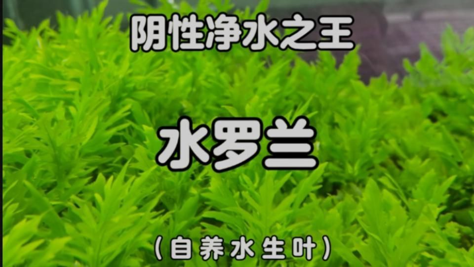 有哪些植物可以增加魚缸溶氧量，魚缸增加溶氧量