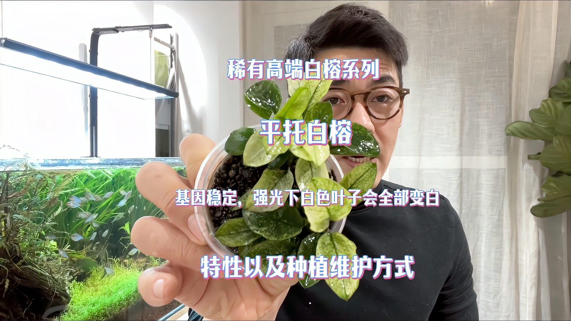 有哪些植物可以增加魚缸溶氧量，魚缸增加溶氧量