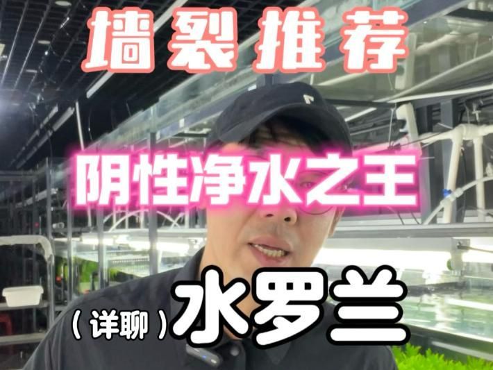 有哪些植物可以增加魚缸溶氧量，魚缸增加溶氧量