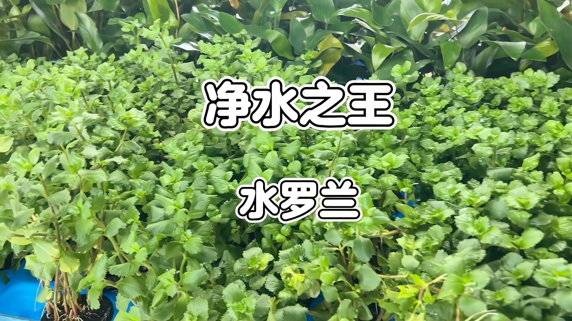 有哪些植物可以增加魚缸溶氧量，魚缸增加溶氧量