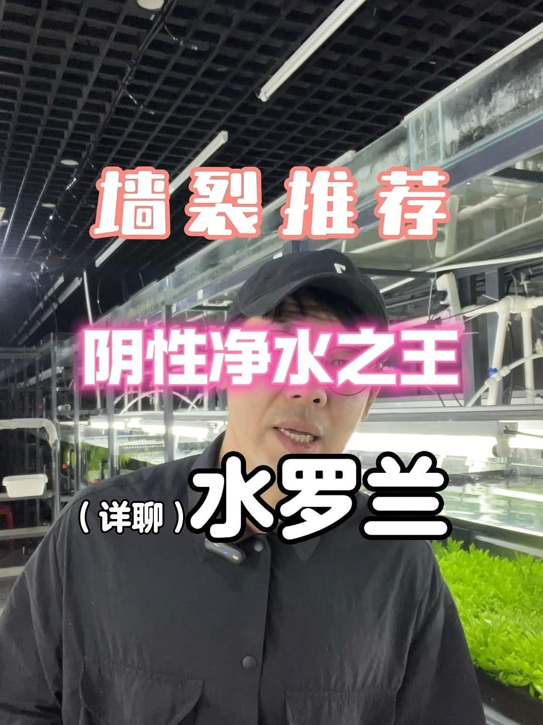 有哪些植物可以增加魚缸溶氧量，魚缸增加溶氧量