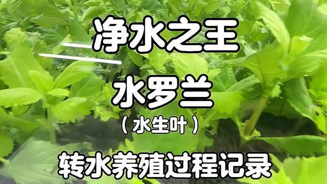 有哪些植物可以增加魚缸溶氧量，魚缸增加溶氧量