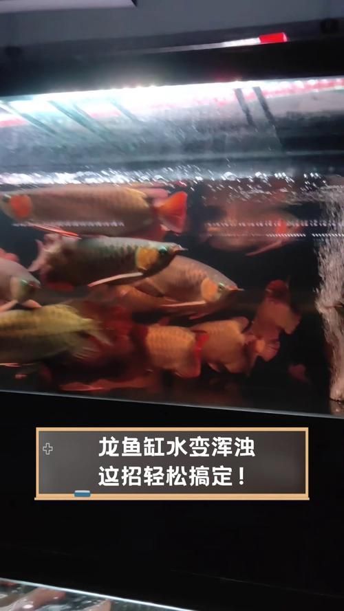 如何科學養(yǎng)護龍魚，避免死亡？，科學養(yǎng)護龍魚養(yǎng)護指南需求詳解1000字說明和配圖