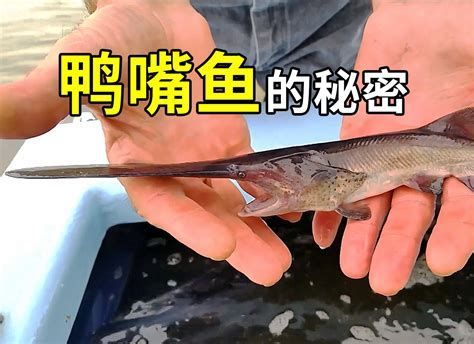 月光鴨嘴魚，月光鴨嘴魚——月光鴨嘴魚