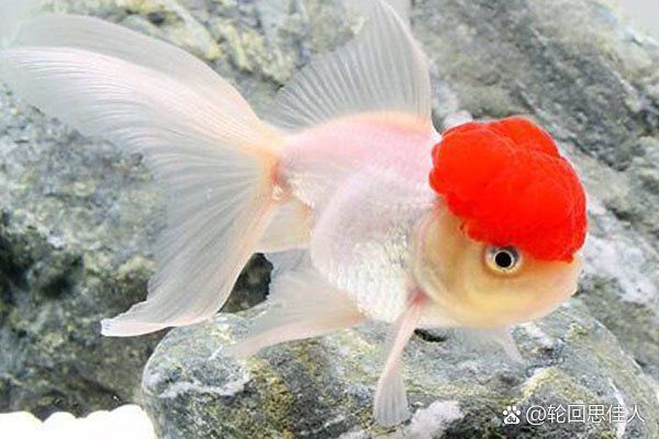 金魚充血癥狀有哪些，金魚充血是怎么回事