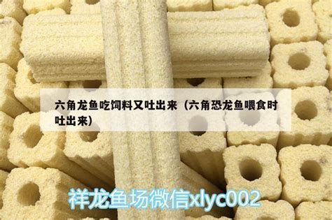 如何馴食龍魚吃人工飼料？，如何馴食龍魚吃人工飼料