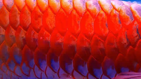 如何維持龍魚的健康體色，如何幫助龍魚增色