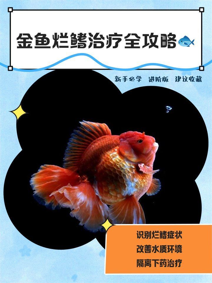 觀賞魚爛鰭的預防和治療，如何預防觀賞魚爛鰭