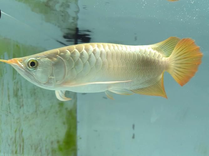 兜嘴龍魚有哪些品種？，“兜嘴龍魚”是什么？