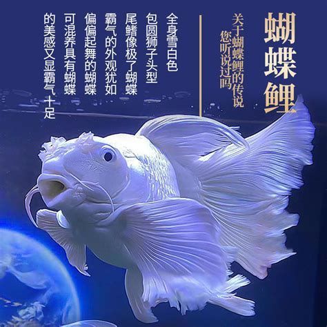 蝴蝶鯉，蝴蝶錦鯉的成長過程