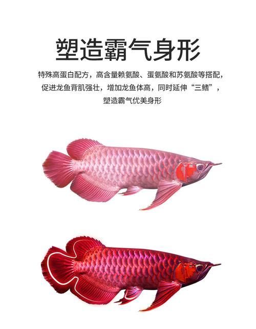 龍魚G1和G2飼料的價格差異大嗎，龍魚g1和g2飼料哪個更好？