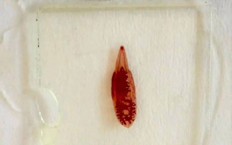 如何判斷魚虱子是否完全殺滅，arxiv論文助手arxiv論文助手判斷魚虱子是否完全殺滅
