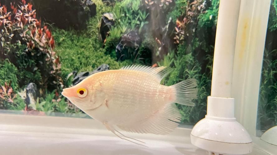 紅眼招財魚的市場價格是多少，紅眼招財魚市場價格走勢如何鑒別紅眼招財魚的品相