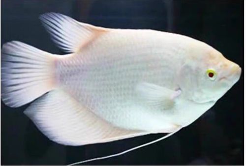 紅眼招財魚的市場價格是多少，紅眼招財魚市場價格走勢如何鑒別紅眼招財魚的品相