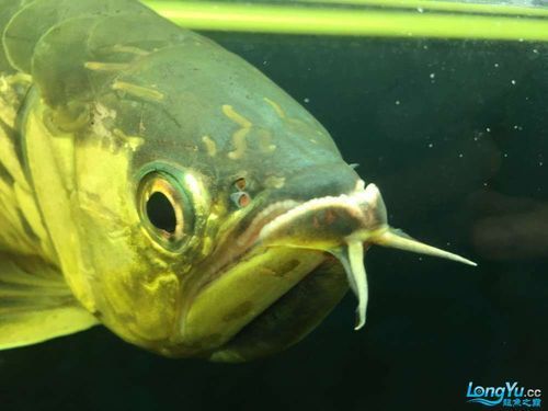 如何判斷龍魚是否被藥物殘留污染？，如何判斷龍魚是否被藥物殘留污染